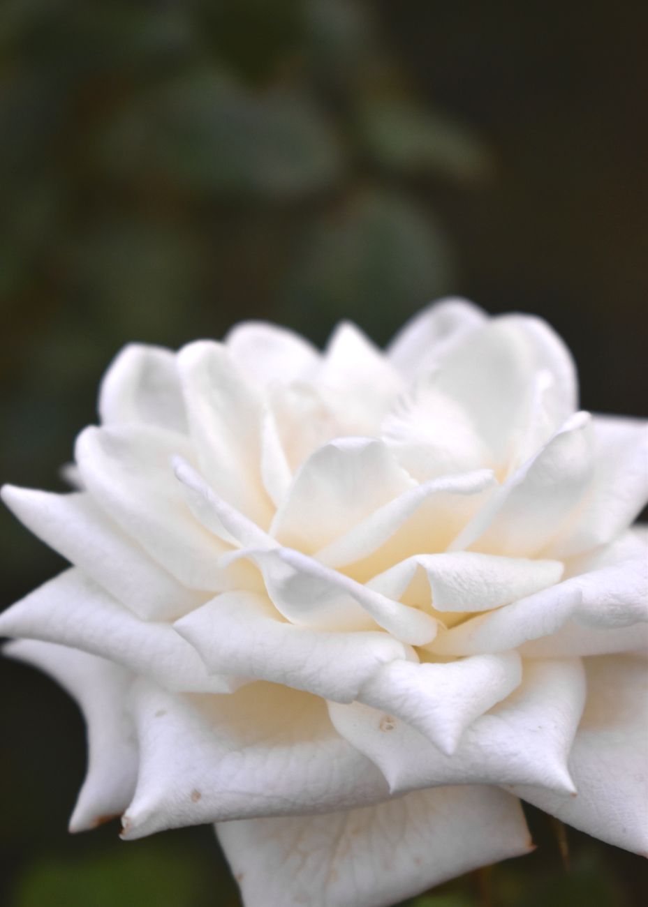 Marks of a Disciple 9:&nbsp;Integrity